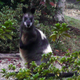 Image for article titled We found a cryptid! Meet the white cheetah.